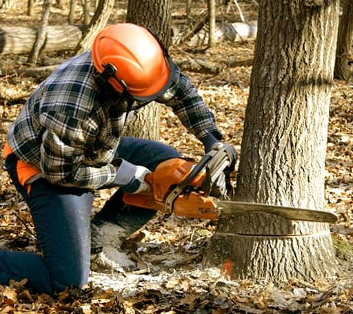 Tree Removal in Elsmore, KS